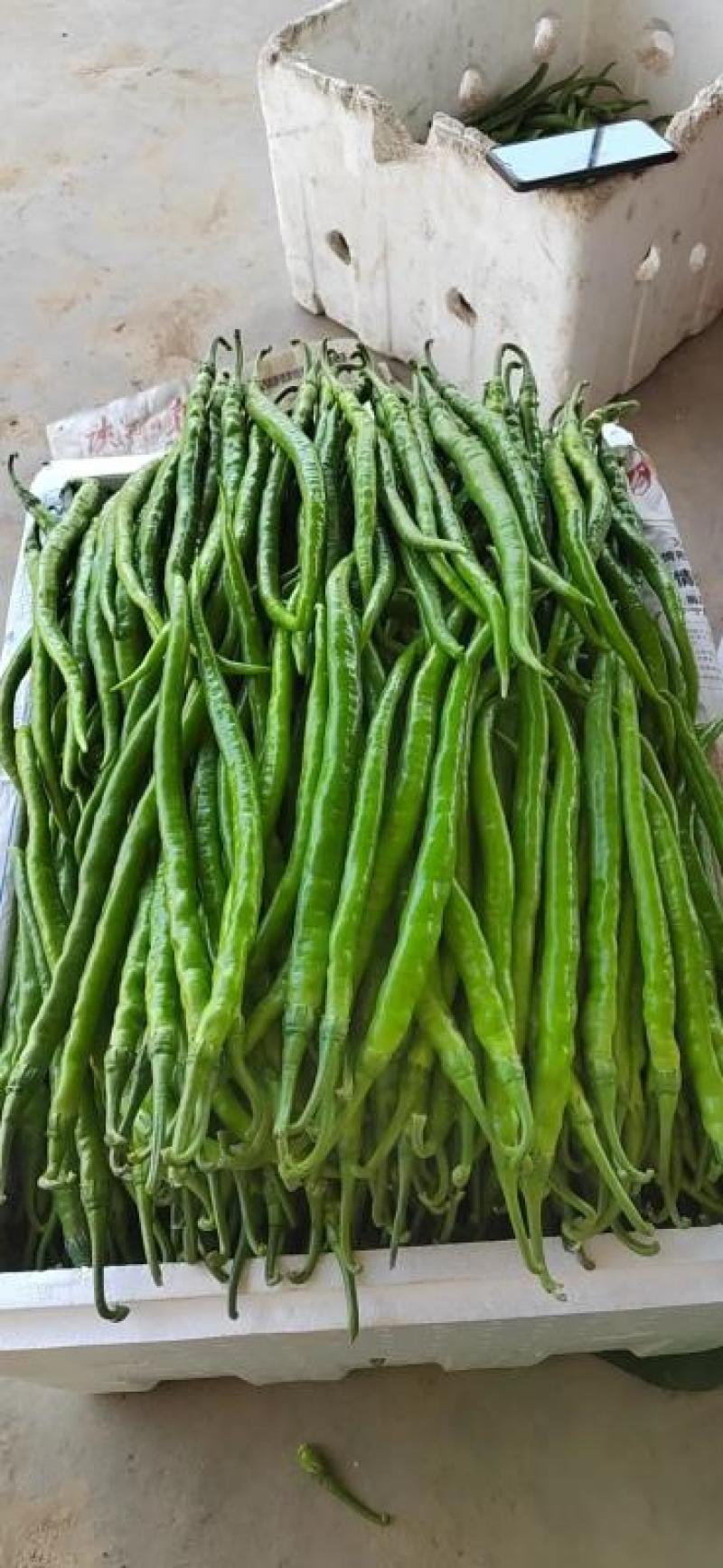 【推荐】大荔二荆条辣椒，线椒，全国供应，可视频看货