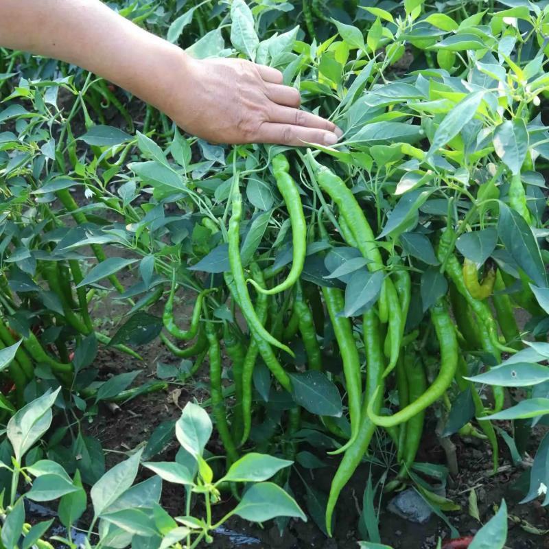【推荐】大荔二荆条辣椒，线椒，全国供应，可视频看货