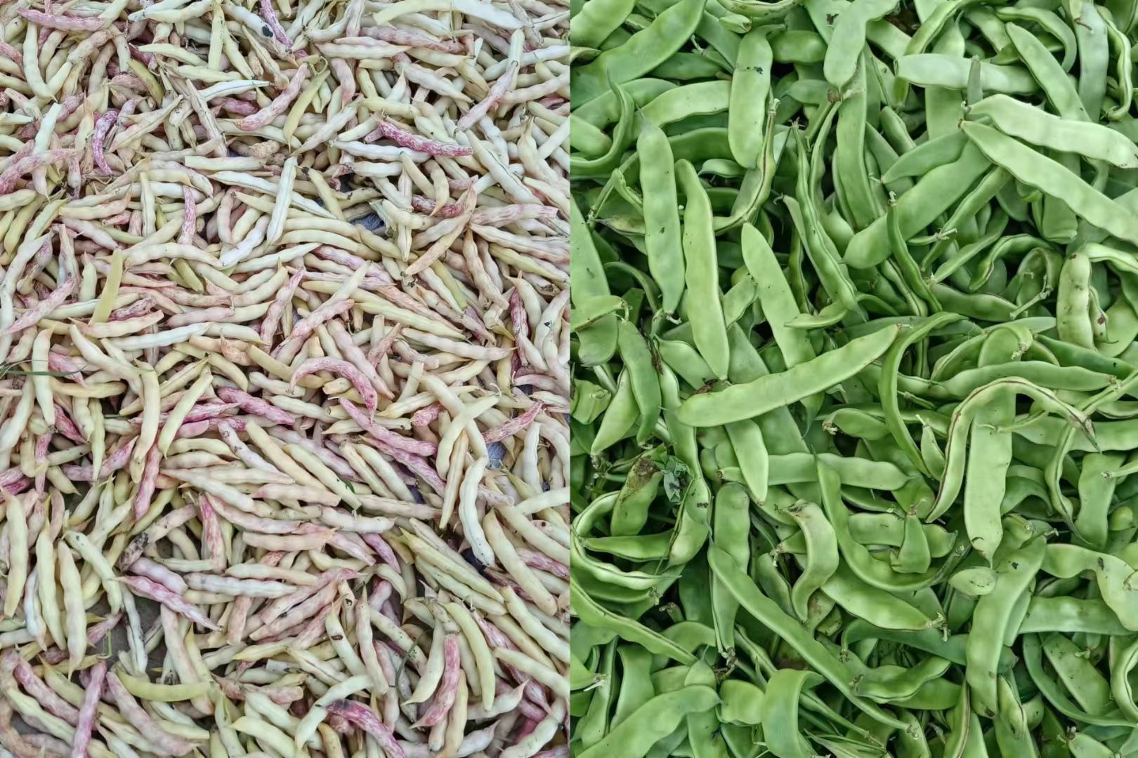 绿豆与西红柿营养对比图