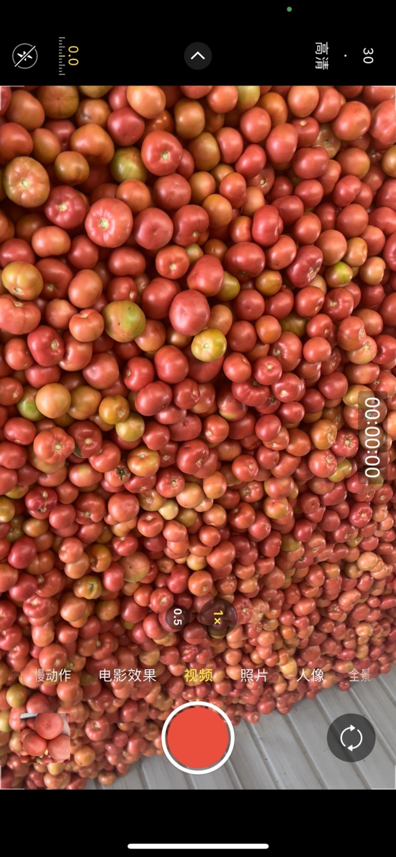 高山大棚蔬菜，辣椒西红柿，急缺大型采购商，可以来入住