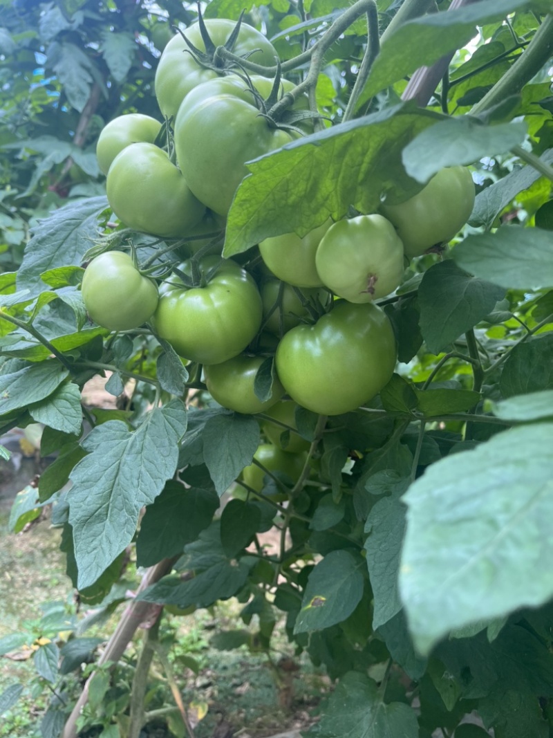 高山大棚蔬菜，辣椒西红柿，急缺大型采购商，可以来入住