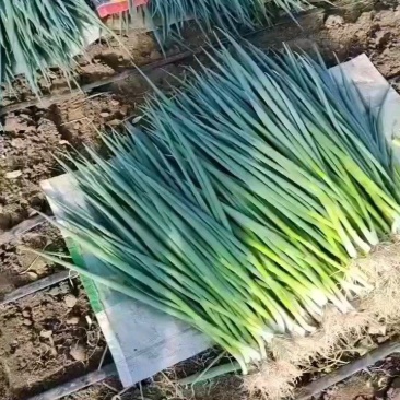 精品香葱价格便宜0.8