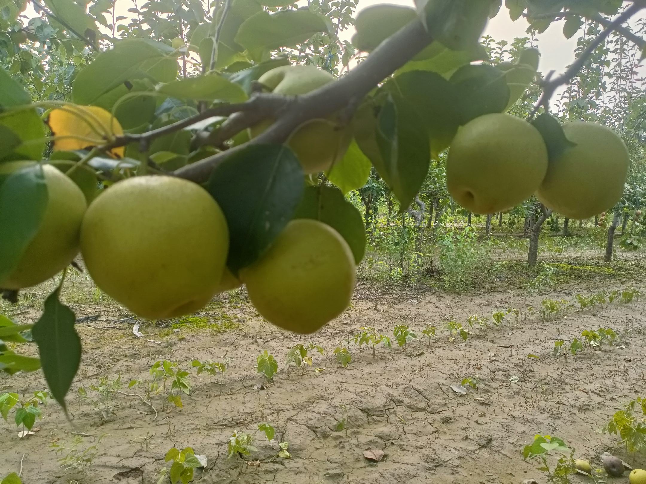 丫梨果园种植场景