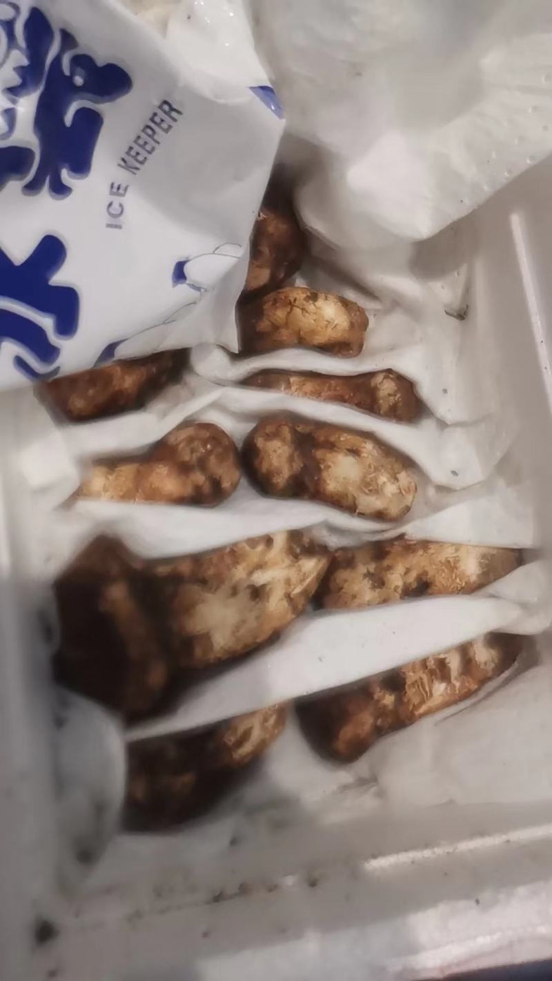 长期有货一手货源新鲜松茸