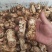 长期有货一手货源新鲜松茸