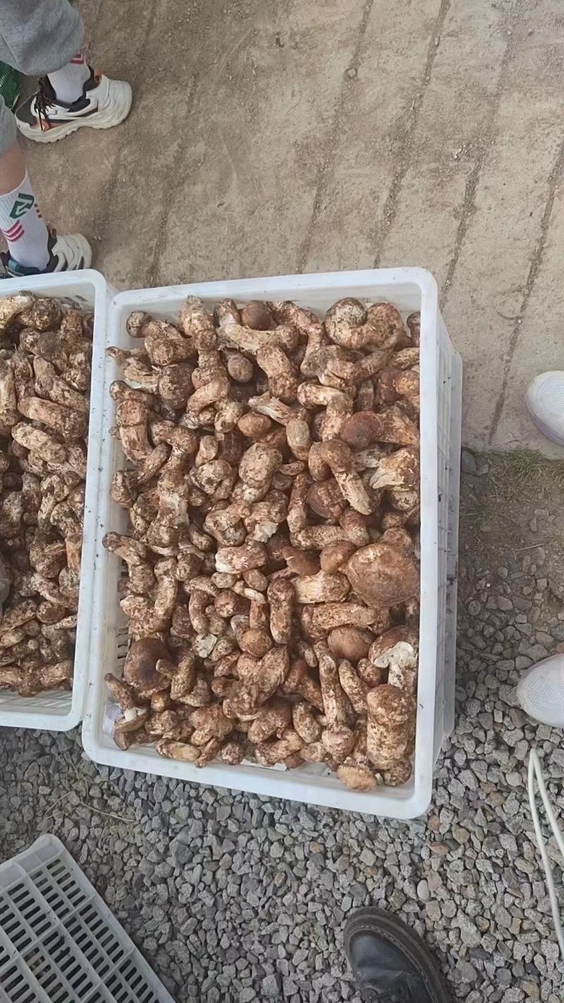 长期有货一手货源新鲜松茸
