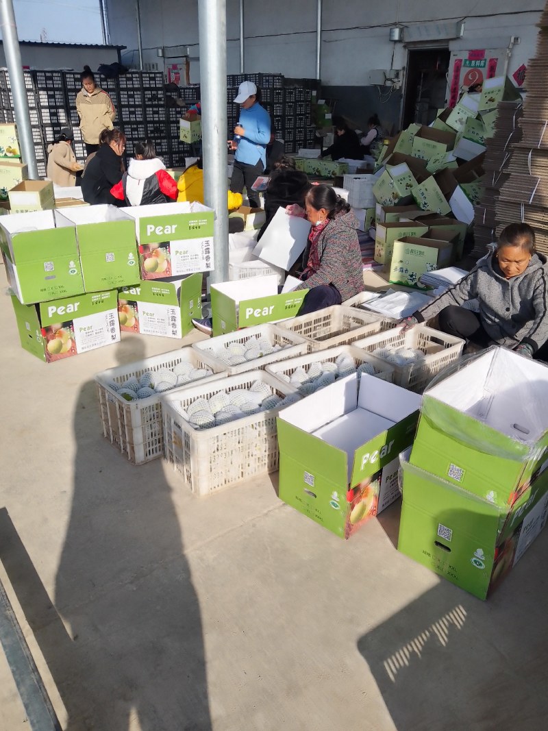 山西玉露香梨种植基地供应全国超市，礼品水果店