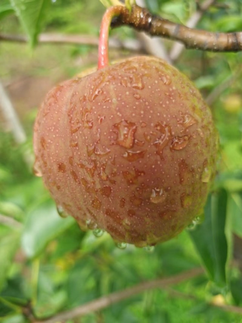 山西玉露香梨种植基地供应全国超市，礼品水果店