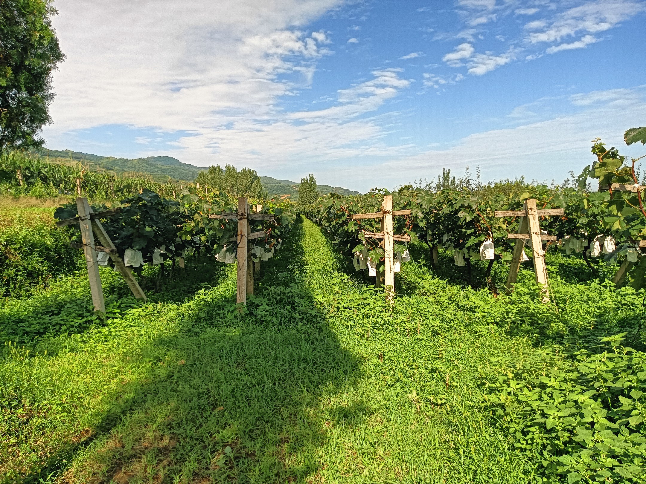 户太八号葡萄园风光