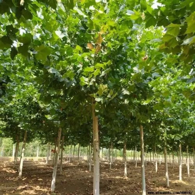 法桐苗木基地直发量大对接全国现挖现发