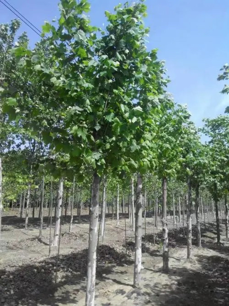 法桐苗木基地直发量大对接全国现挖现发