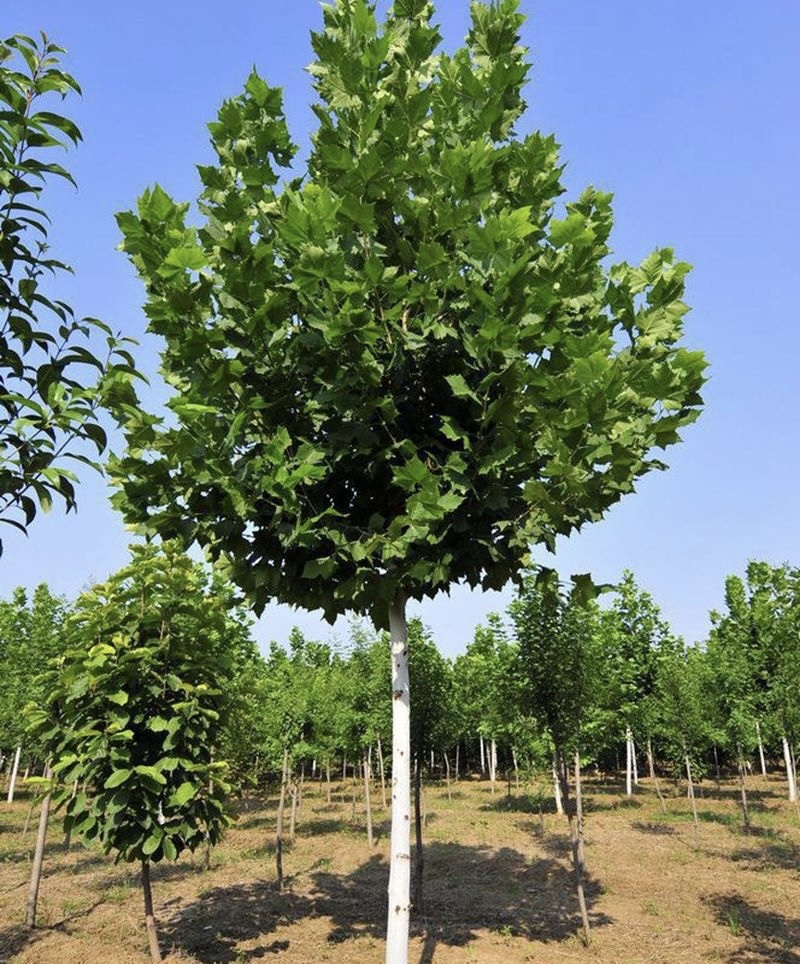 法桐苗木基地直发量大对接全国现挖现发