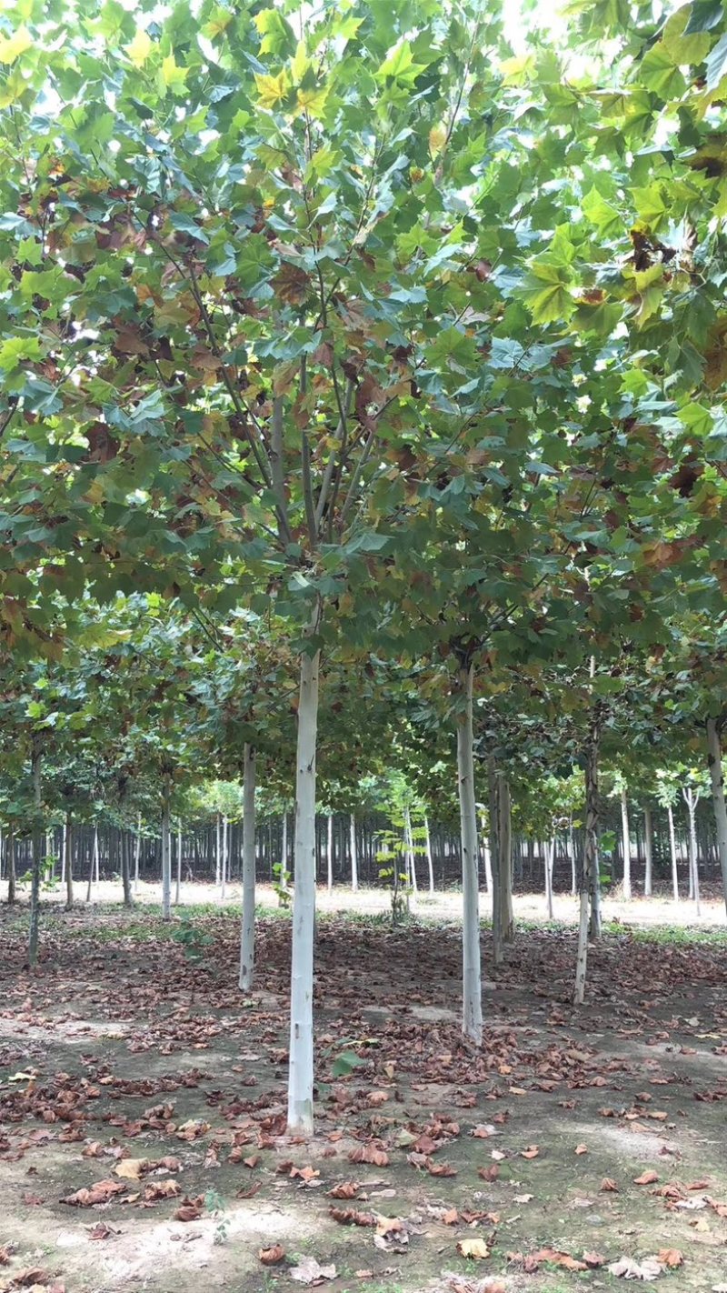 法桐苗木基地直发量大对接全国现挖现发
