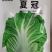 正品基地夏季专播夏冠结球大白菜种子耐热耐湿绿白菜种籽蔬菜