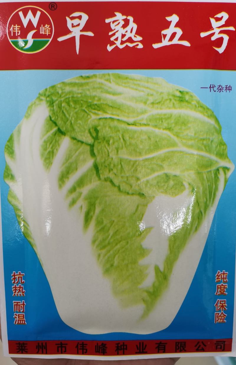 基地高端改良青杂三号大白菜种子耐寒秋冬储黄心庭院白菜蔬菜