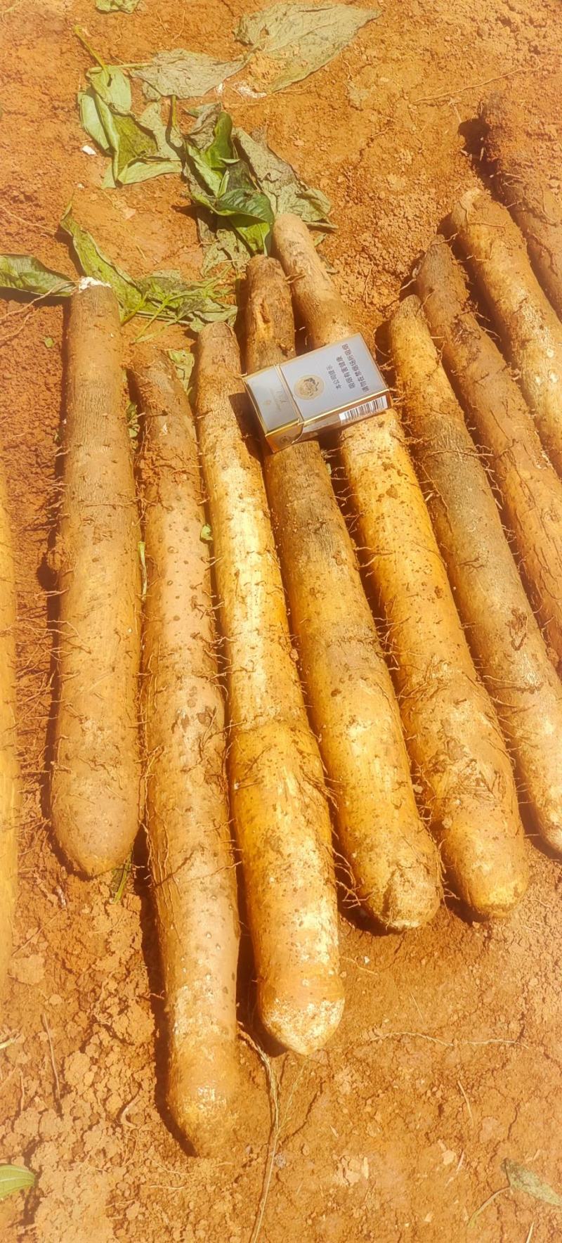 《实力》广西白玉山药广西产地粉糯淮山山药常年供应