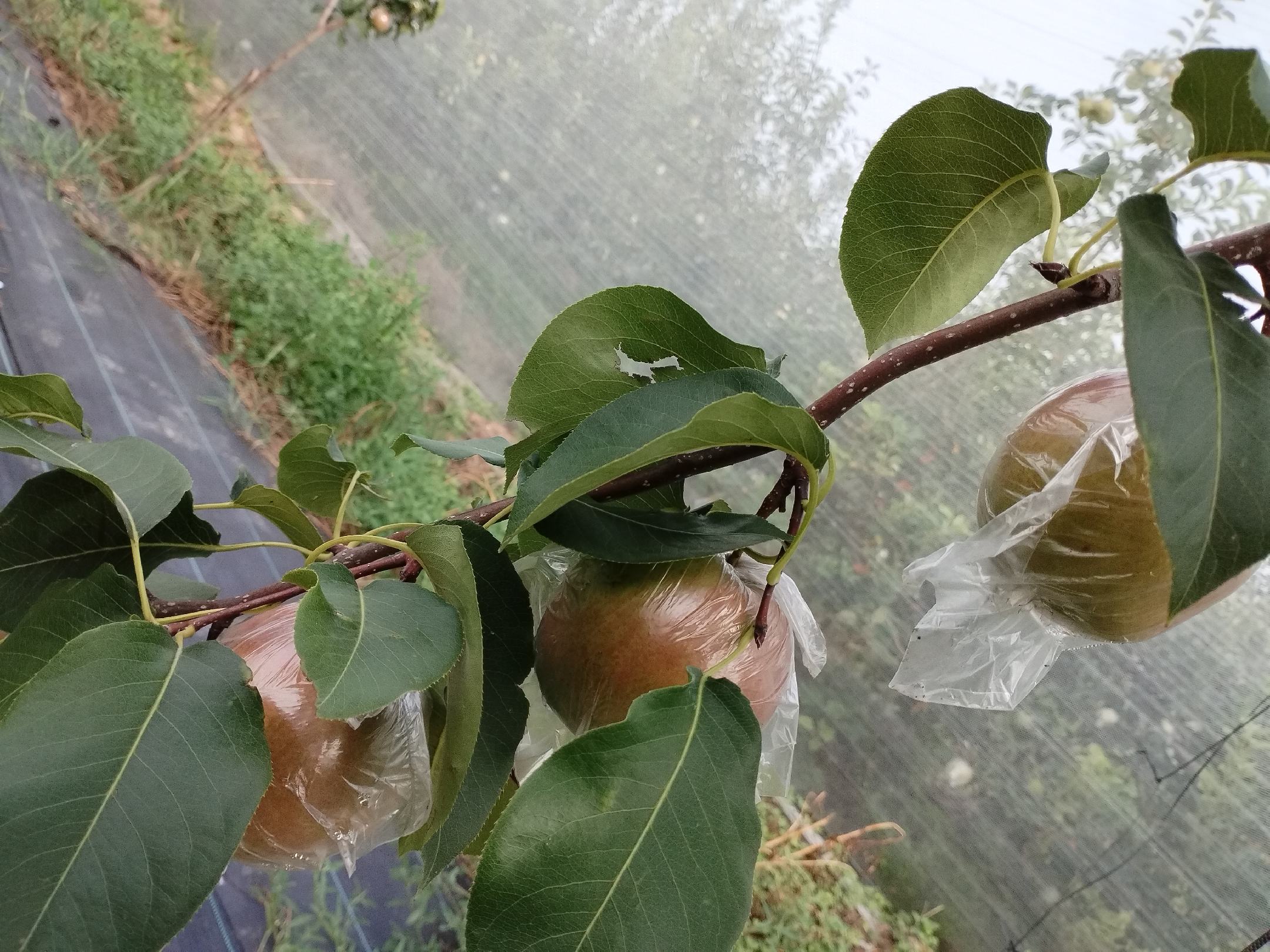 梨园喷施高岭土防晒膜作业现场