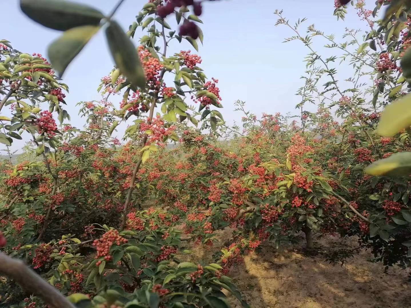 图片说明:展示一片茂密的黑胡椒种植园,旁边是现代化的加工厂,工人们正在分拣和处理刚采摘的黑胡椒果实 黑胡椒种植园与加工场景