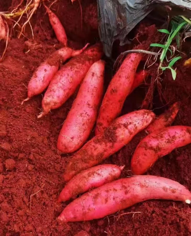 正宗云南高原蜜大量上市，价格优惠