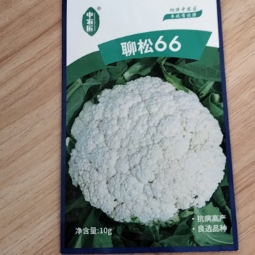 菜花种子，聊松66种子，有机散花，大花，68天-72天左