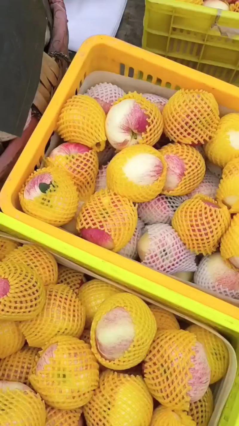甘肃秦安高山精品，早熟世界一苹果。