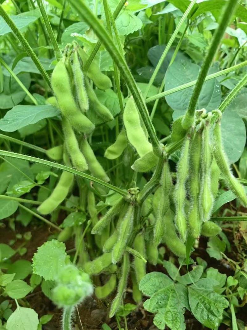 毛豆基地一手货源超市市场电商全国发货需要的老板提前联系