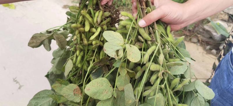 毛豆基地一手货源超市市场电商全国发货需要的老板提前联系
