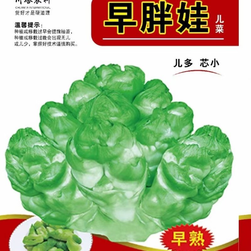 儿菜种子早胖娃早熟大角味道甜嫩