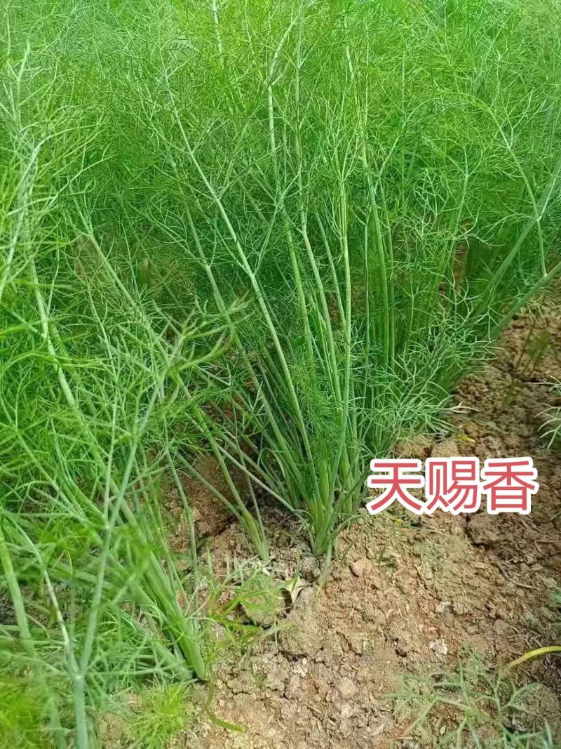 割茬小茴香种籽绿翡翠割茬茴香种子耐寒蔬菜种子四季蔬菜种子