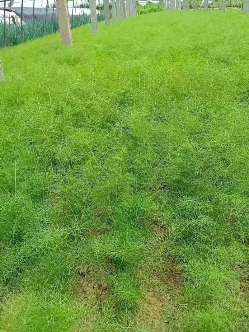 割茬小茴香种籽绿翡翠割茬茴香种子耐寒蔬菜种子四季蔬菜种子