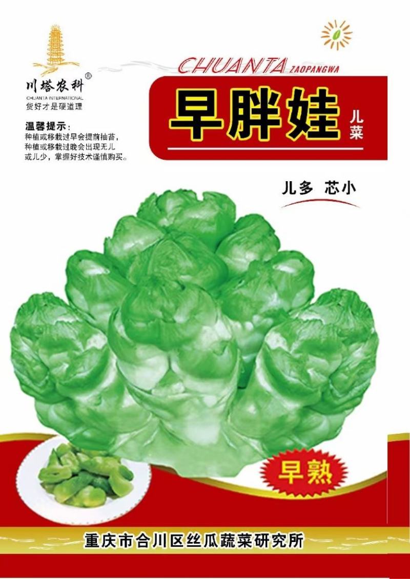 儿菜种子早胖娃早熟大角味道甜嫩