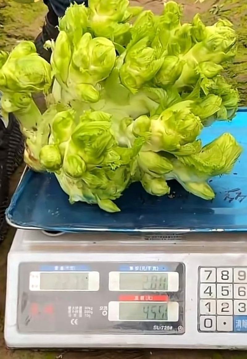 儿菜种子早胖娃早熟大角味道甜嫩