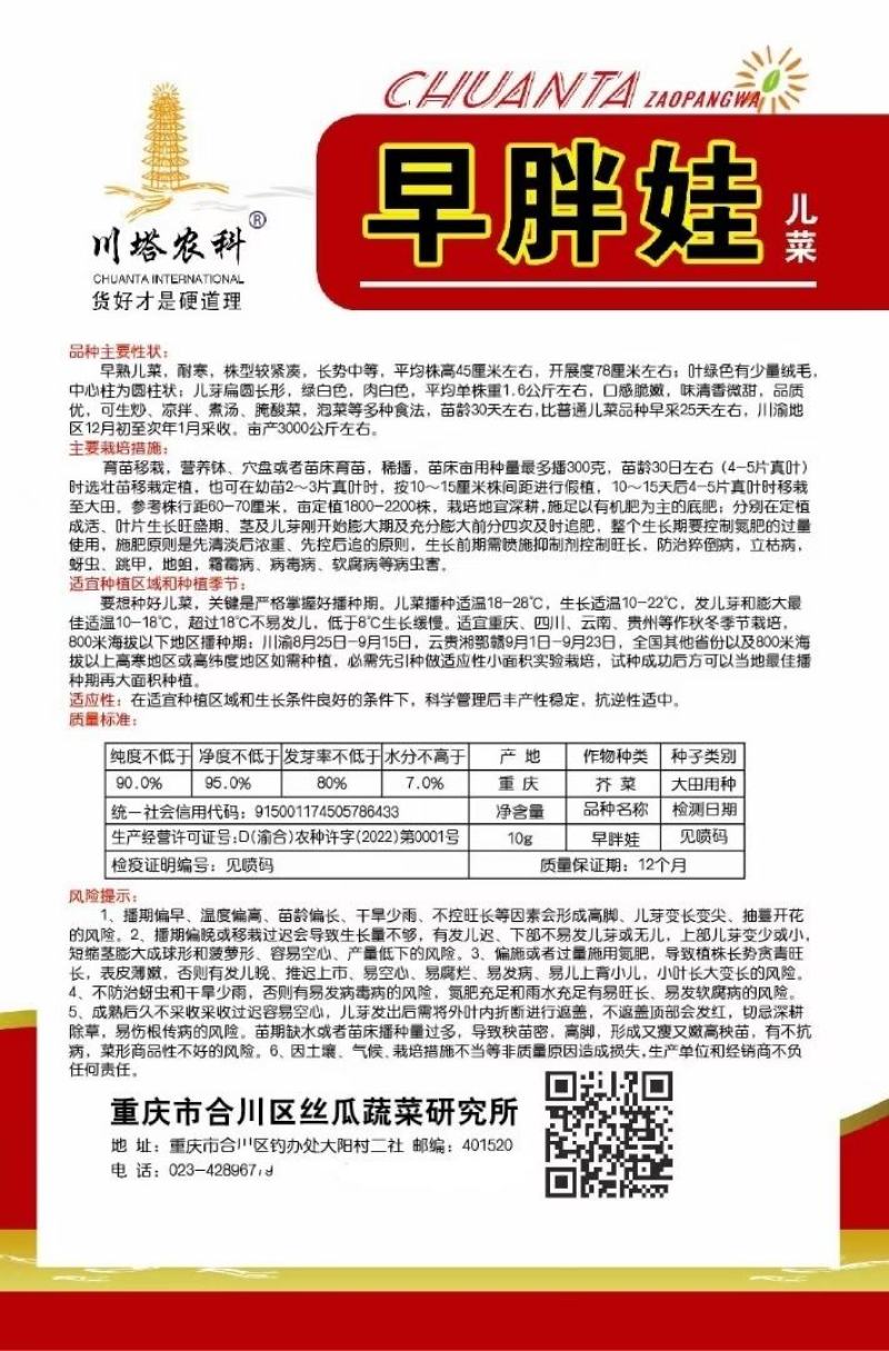 儿菜种子早胖娃早熟大角味道甜嫩