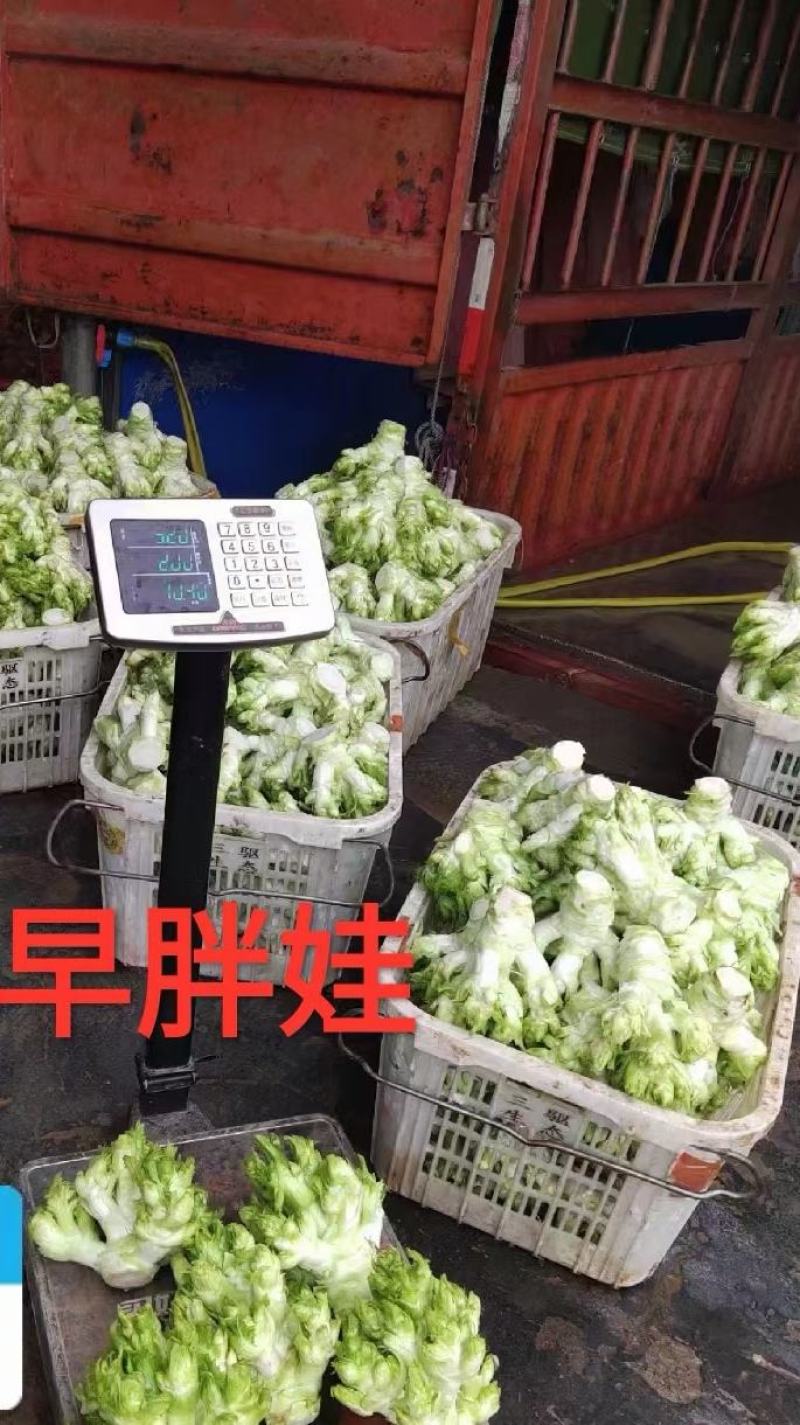 儿菜种子早胖娃早熟大角味道甜嫩