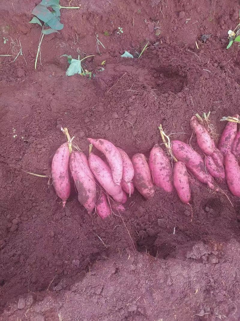 高原蜜薯，精品细长条香甜滋滋红土地孕育质优价廉产地批发
