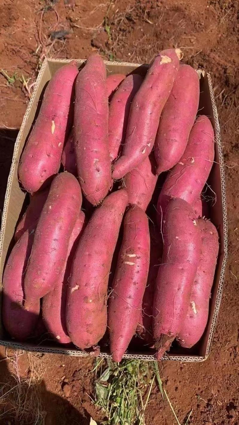高原蜜薯，精品细长条香甜滋滋红土地孕育质优价廉产地批发