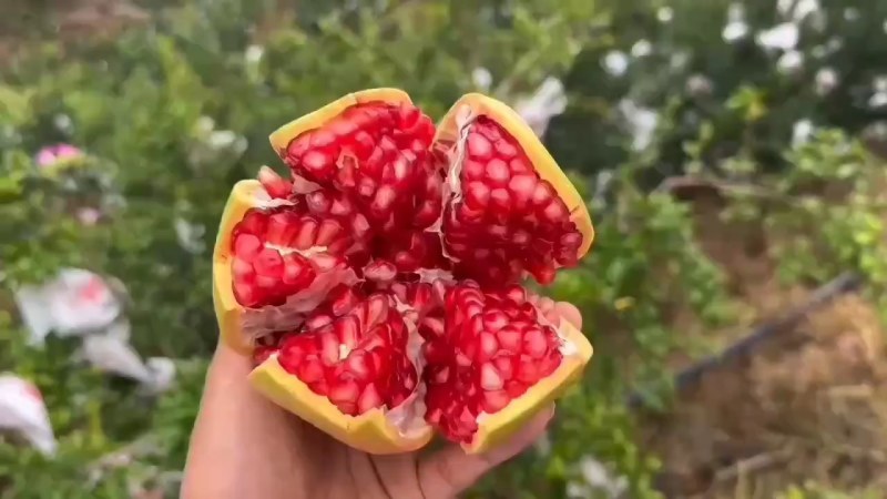 会理软籽石榴大量上市，物优价美，品质保证，走货便利