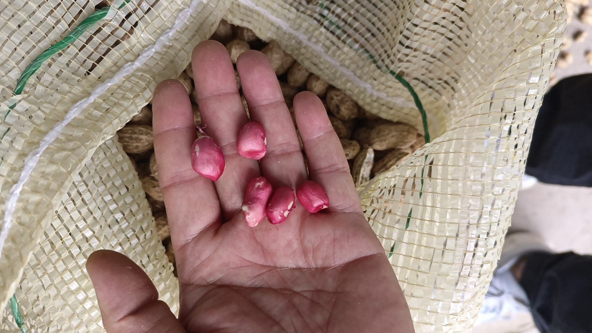 红皮花生成熟植株特写