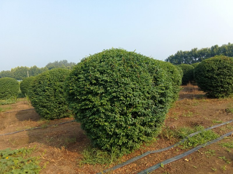 小叶女贞球，2米冠幅，