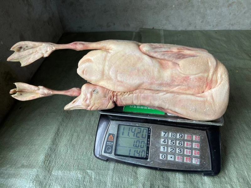 鹅东北大鹅，白条鹅肉，肉质鲜美，保证质量，欢迎下单咨询