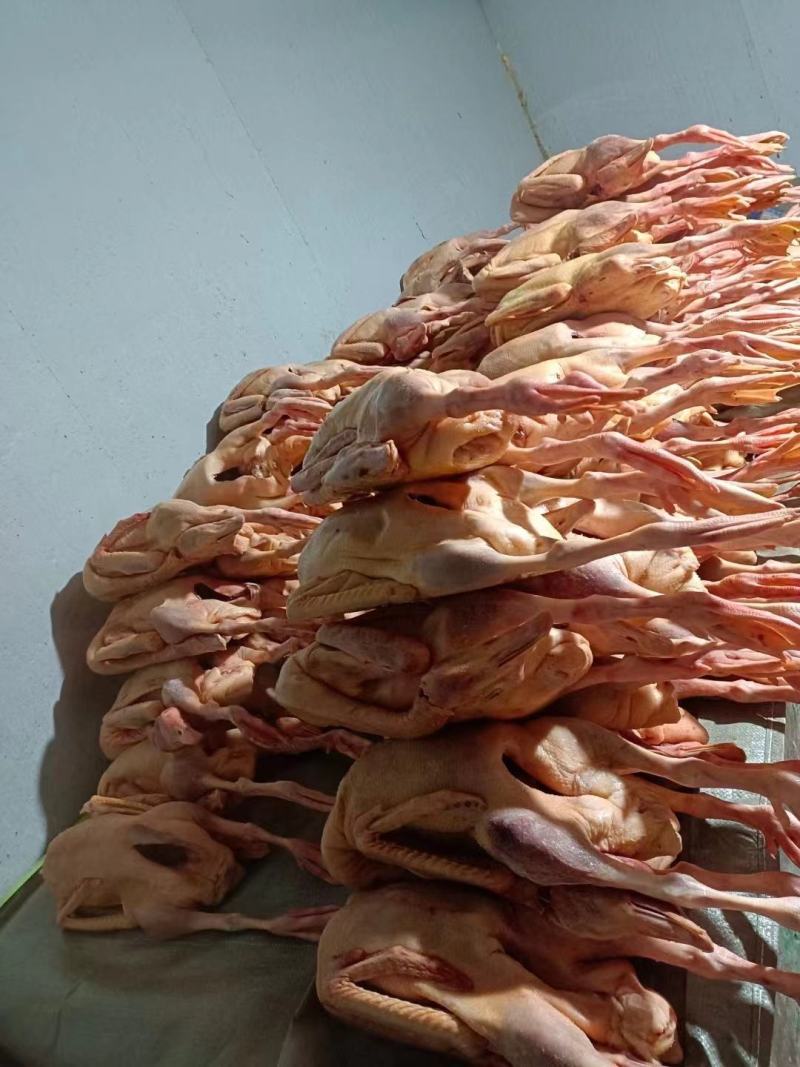 鹅东北大鹅，白条鹅肉，肉质鲜美，保证质量，欢迎下单咨询