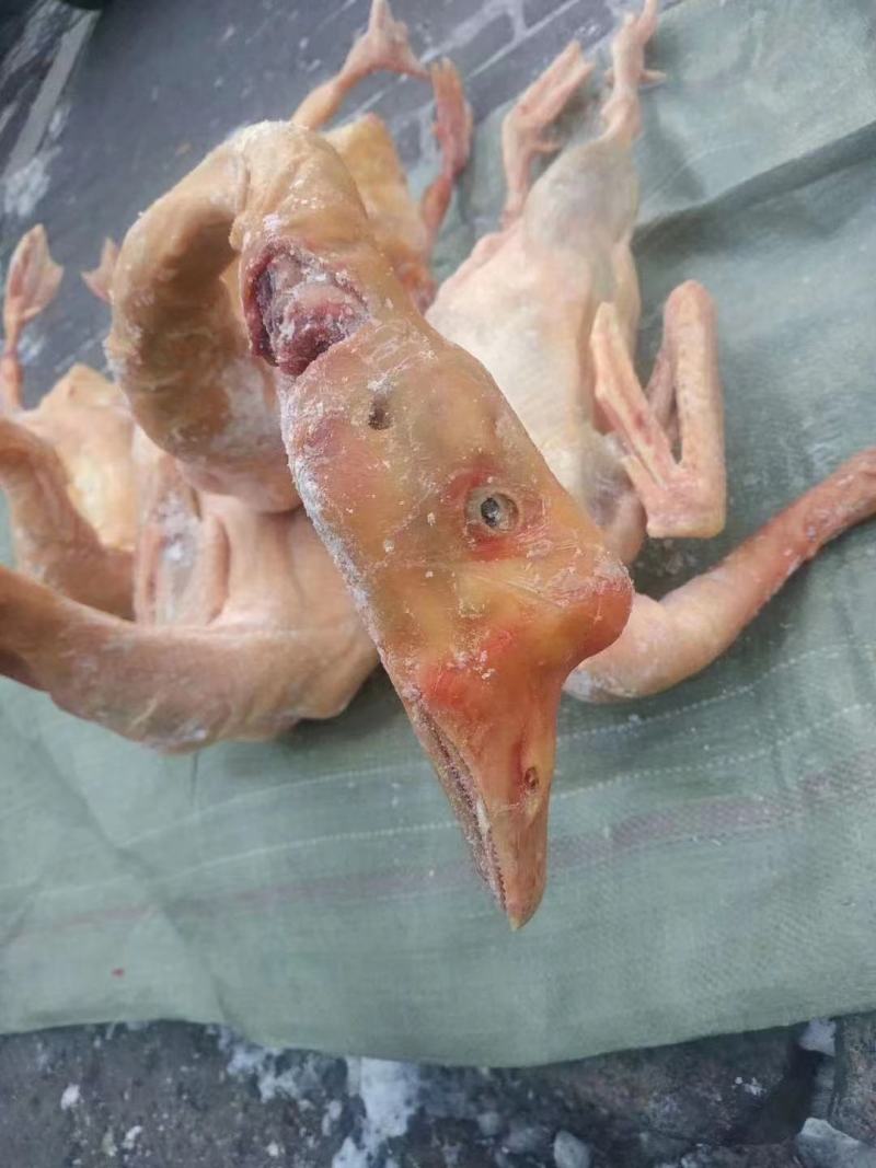 鹅东北大鹅，白条鹅肉，肉质鲜美，保证质量，欢迎下单咨询