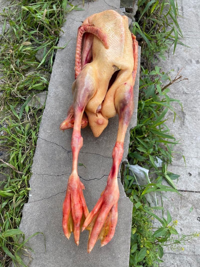 鹅东北大鹅，白条鹅肉，肉质鲜美，保证质量，欢迎下单咨询