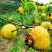 刺梨