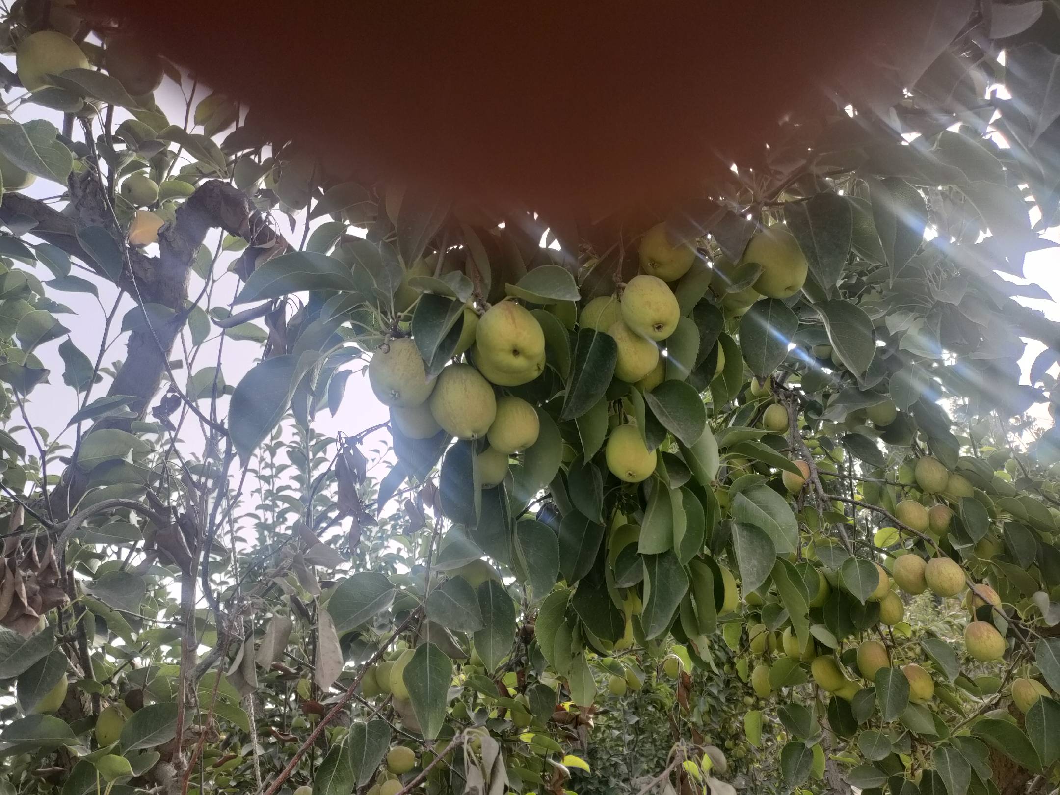 库尔勒香梨整体与果皮对比图