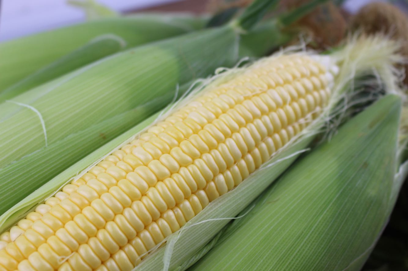 新鲜的甜玉米棒,外皮剥开露出金黄饱满的玉米粒 甜玉米特写