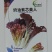 奶油紫芯美人白菜种子一代杂交生长速度快耐热耐湿易栽培
