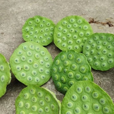 水果莲蓬出售