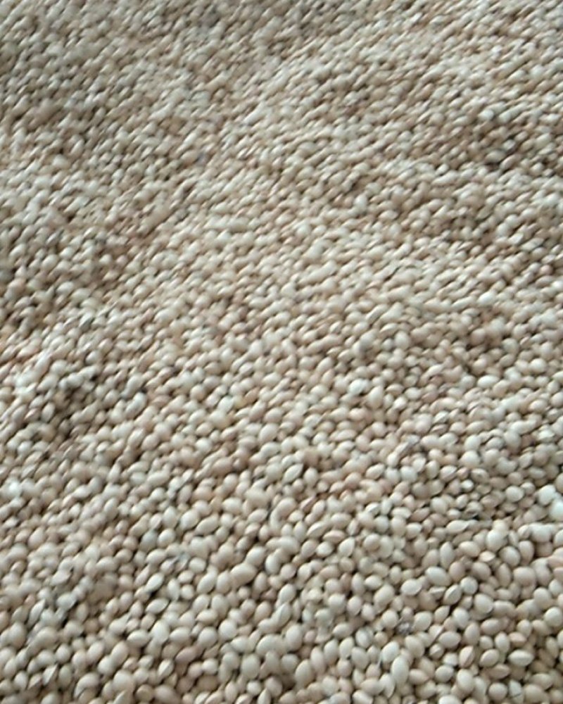 白果