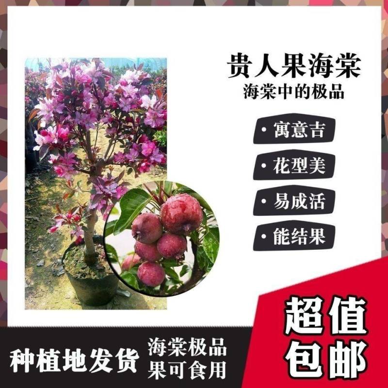 海棠树贵人果海棠树海棠老桩矮化盆栽果树
